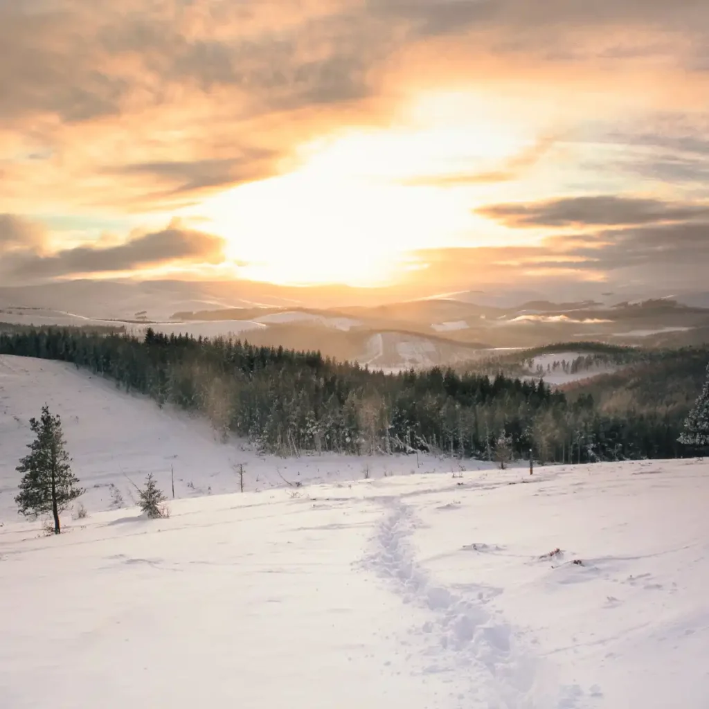 Rounded hills covered in conifer trees in Winter, snow lying deep in the foreground. Picture by Torin Liversedge.